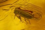 Fossil Fly, Springtail and Beetle In Baltic Amber #142189-2